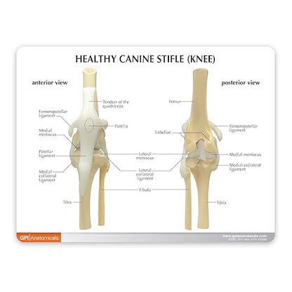 GPI Anatomicals - 4-Stage Canine Knee Model Set, Degenerative Joint Disease Models for Canine Anatomy and Physiology Education, Anatomy Model for Veterinarian’s Offices, Medical Learning Resources