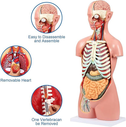 Human Torso Anatomy Model, 33.4" 19 Part Removable Life-Size Model with Heart Brain Visceral Organ Muscular Layers Bone Vessels Nerves Includes Product Manual for Medical Scientific Education
