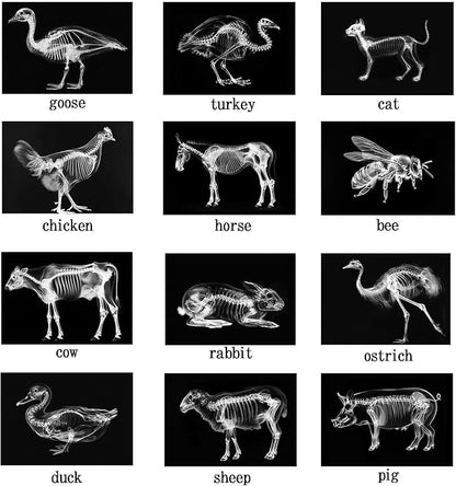 Animal X-Ray Set, Educational Science Kit, Light Table Accessory for Children (Farm Animals)
