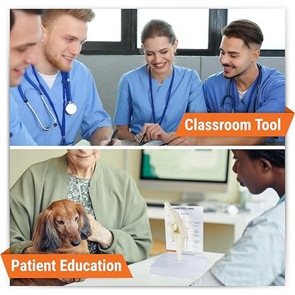 GPI Anatomicals - Canine Knee Model, Normal Knee Joint Replica for Canine Anatomy and Physiology Education, Anatomy Model for Veterinarian’s Offices and Classrooms, Medical Learning Resources