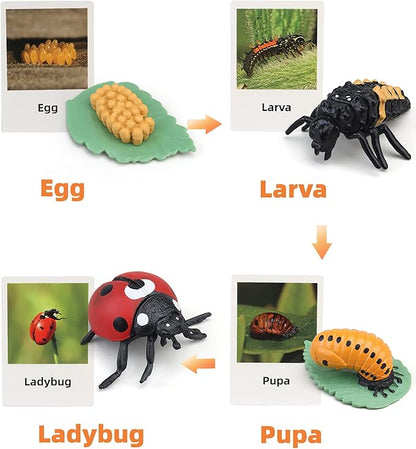 Montessori Life Cycle Animal Figures with Flash Cards, Realistic Animal Figurines Toy, Educational Matching Game for 3+ Year Old Toddlers Kids (Ladybug)