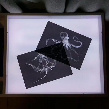 Animal X-Ray Set, Educational Science Kit, Light Table Accessory for Children (Sea Animals)