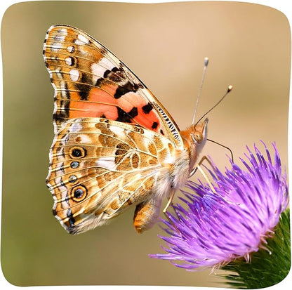 Insect Lore Butterfly Garden with Giant Birthday Card - 5 Live Baby Caterpillars, STEM Activity Journal, Habitat, Chrys-A-Lid Holder, Feeder - Raise and Release Painted Lady Butterflies