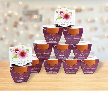 BUZZY Seeds Terracotta Mini Grow Pots | Herb, Plant, Flower Starter Kit for Kids & Adults | Coneflower 12-Pack, Classic Collection | Guaranteed to Grow | Best Indoor-Outdoor Gardening Gift