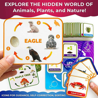 QUOKKA Life CycleToys for Kids - 30 Flashcards Toddler Science Kit Ages 2-4 - Pre-k Plant Animals Nature Learning Materials 3-5 - 120 Magnetic Flash Cards for Preschool and School (Part 2)