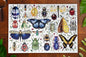 Specimen Wonders | Traditions by Mosaic Puzzles - 1000 Piece Puzzle