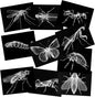Animal X-Ray Set, Educational Science Kit, Light Table Accessory for Children (Insects)