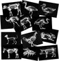 Animal X-Ray Set, Educational Science Kit, Light Table Accessory for Children (Farm Animals)
