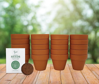 BUZZY Daisy Seeds & Genuine Terracotta 5cm Mini Pot Bulk Pack (20 Count), Includes 20 Each of pots, Soil pellets and Seeds - Great for Favors, Crafts, School Projects - Guaranteed to Grow