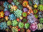 Cross & Glory - Succulent Symphony - 1000 Piece Jigsaw Puzzle for Adults | Premium Quality | Colorful Artwork Puzzle | 1000 Piece Succulent Puzzle