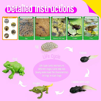 15 Frog Life Circle Flashcards with 5 Plastic Figurines, Frogs Introduction Cards Plastic Insects Tadpole to Frog Kit Toy for Kids, Adults, Animal Lovers