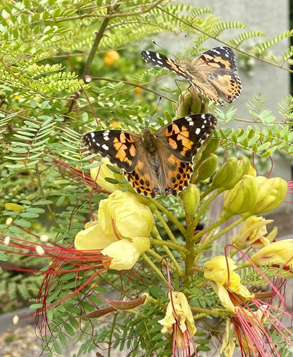 Insect Lore Butterfly Garden - Pavilion School Kit with 33 Live Caterpillars - 2ft Tall Habitat, STEM Activity Journal, Cups & Tools Included - Immersive Classroom Life Cycle Learning