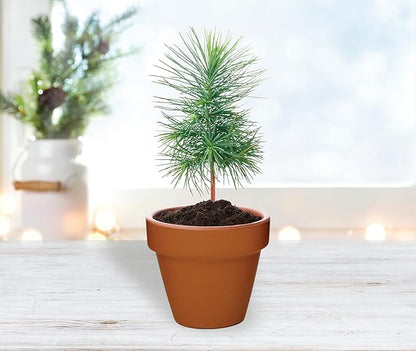 BUZZY Seeds Spruce Terracotta Mini Grow Pots – Indoor Tree Starter Kit Bulk 20-Pack – DIY Planting Kit – Grow Mini Spruce Trees for Gardening, Classroom Projects, Crafts, Gifts & Earth Day