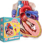 Human Heart Anatomy Floor Puzzle — Genius Games Doctor Livingston Jr Anatomy Toy - Kids Puzzles & Science Toys - Human Heart Model - 100 Piece Jigsaw Puzzles for Kids, Toddlers, Teens