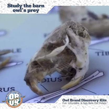 OBDK Barn Owl Pellets for Dissection - 10 Pack Medium Sized (1.5"-2.0") with Tools, Guide and Charts from Owl Brand Discovery Kits