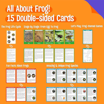 15 Frog Life Circle Flashcards with 5 Plastic Figurines, Frogs Introduction Cards Plastic Insects Tadpole to Frog Kit Toy for Kids, Adults, Animal Lovers