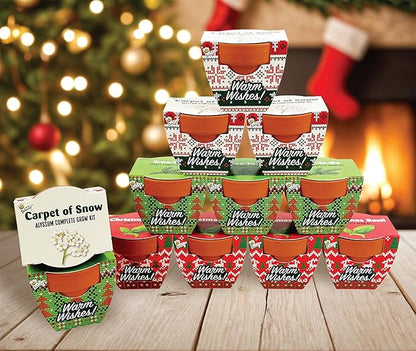 BUZZY Seeds Holiday Mini Terracotta Pots Grow Kit, 12-Pack Assorted Christmas Basil, Spruce, and Alyssum Seed Packets, Indoor Plant Starter Set, Stocking Stuffers, Party Favors