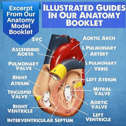 Evviva Sciences Human Heart, Torso, and Skeleton Models - Hands-On 3D Model Study Tools for Anatomy and Physiology Students with Anatomical Guide Booklet, Learning + Educational Kit