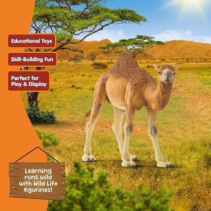 Schleich Wild Life Realistic Dromedary Camel Figurine - Authentic and Highly Detailed Wild Animal Toy, Durable for Education and Fun Play, Perfect for Boys and Girls, Ages 3+, Multicolor, 3.9 inch